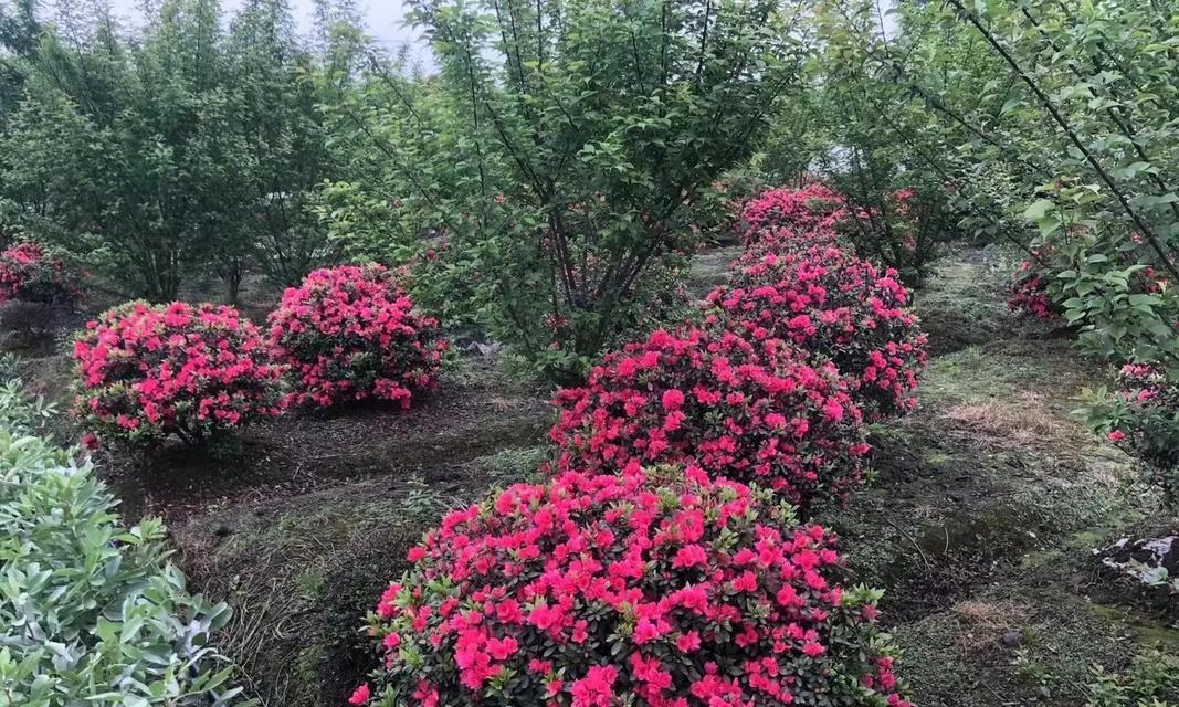春鹃花的花语寓意是什么？它代表了什么？