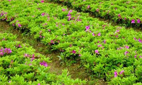 春鹃花的花语寓意是什么？它代表了什么？