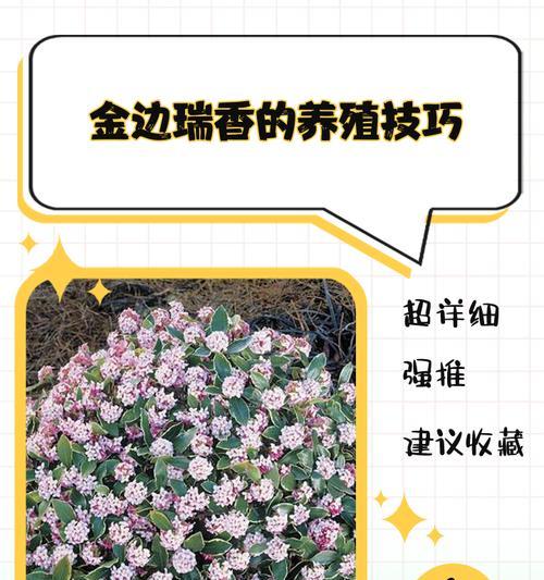 金边瑞香的养护技巧是什么？如何防止叶片变黄？