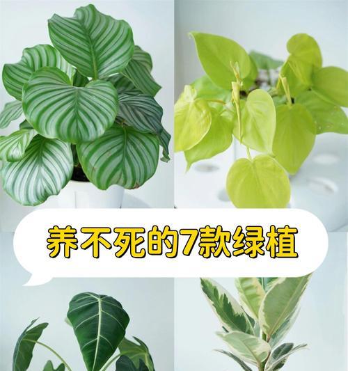 橡皮树的花期是什么时候？如何促进橡皮树开花？
