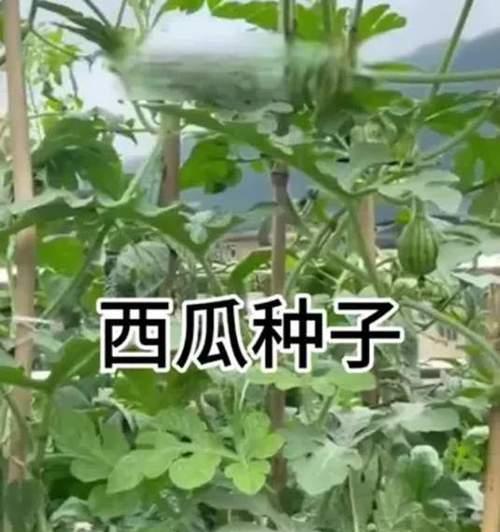 大西瓜的花语有何含义？西瓜花代表什么？