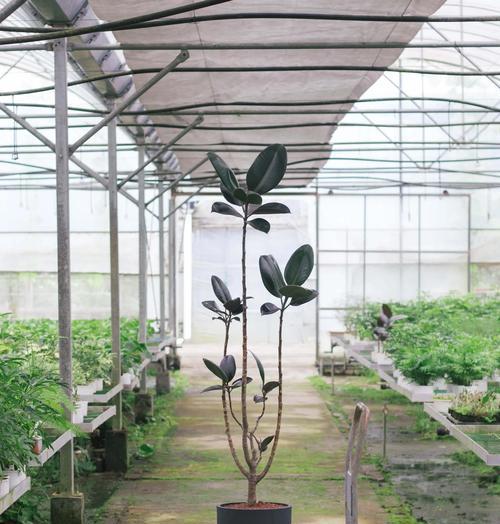 橡皮树的花期是什么时候？如何促进橡皮树开花？