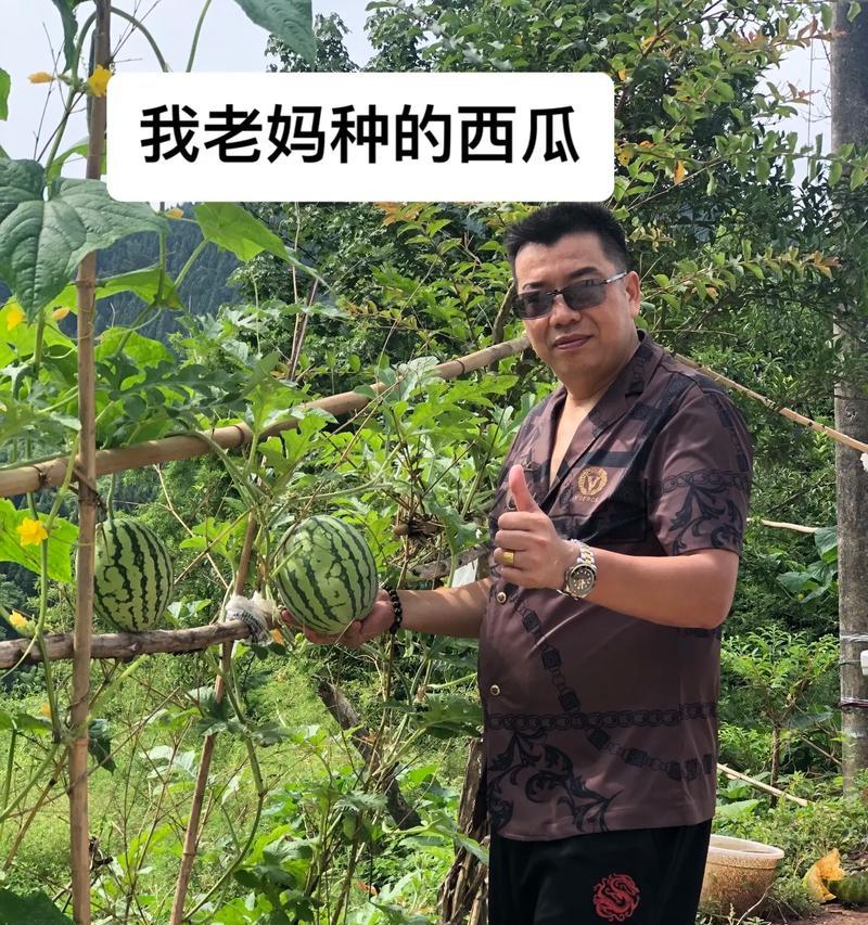 大西瓜的花语有何含义？西瓜花代表什么？