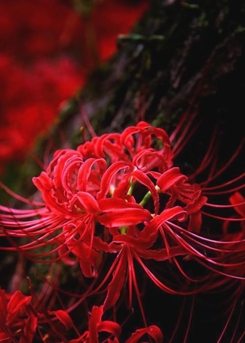 无心的花语，它对应的花是哪种？