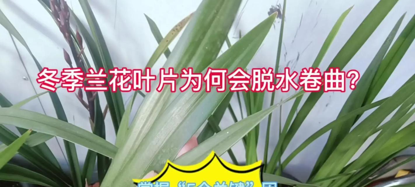 白兰花掉叶子的原因是什么？如何防止和处理？