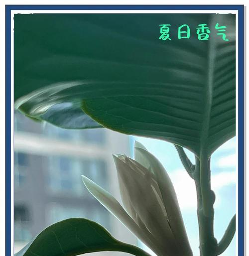 白兰花掉叶子的原因是什么？如何防止和处理？
