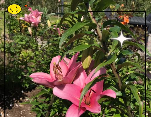 成全付出的花语代表什么？哪种花象征着无私付出？