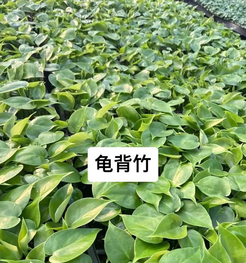 龟背竹幼苗的养护方法是什么？