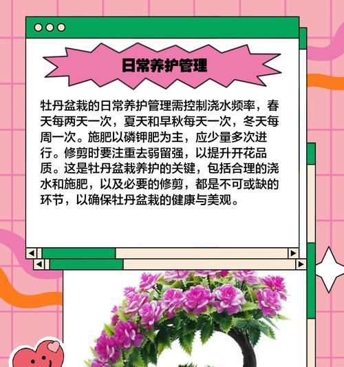 富贵花盆栽养护技巧有哪些？怎样才能养得更好？