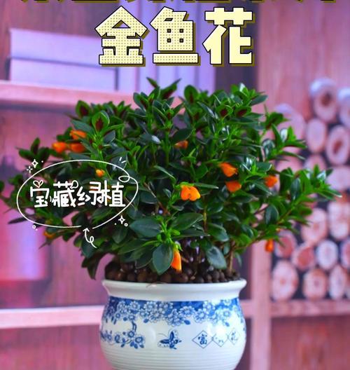 富贵花盆栽养护技巧有哪些？怎样才能养得更好？