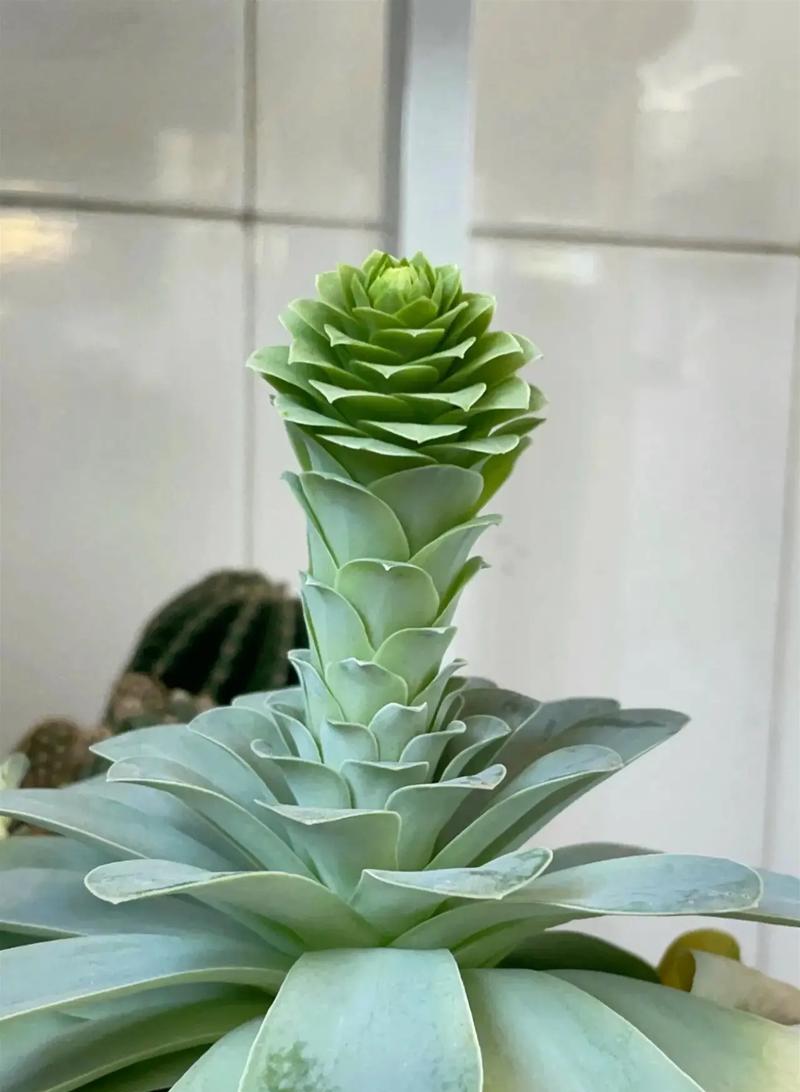 山地玫瑰变红的原因是什么？如何防止其变色？