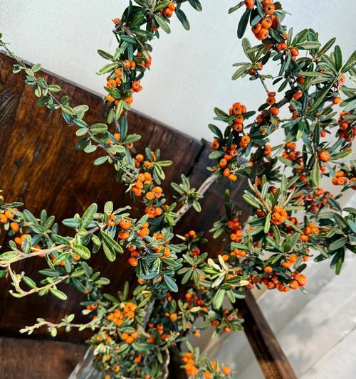 火棘果的花语寓意是什么？它传递了哪些信息？