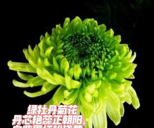 绿牡丹花的寓意是什么？它象征着什么？