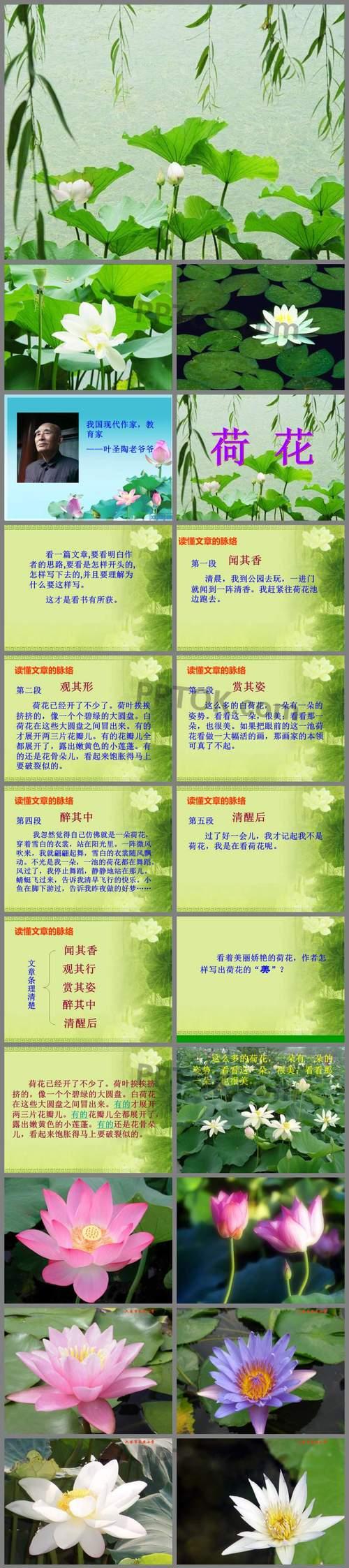 荷花的最佳观赏季节是什么时候？如何促进荷花早开花？