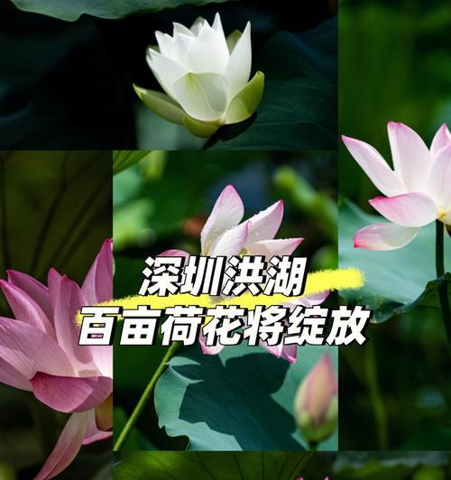 荷花的最佳观赏季节是什么时候？如何促进荷花早开花？