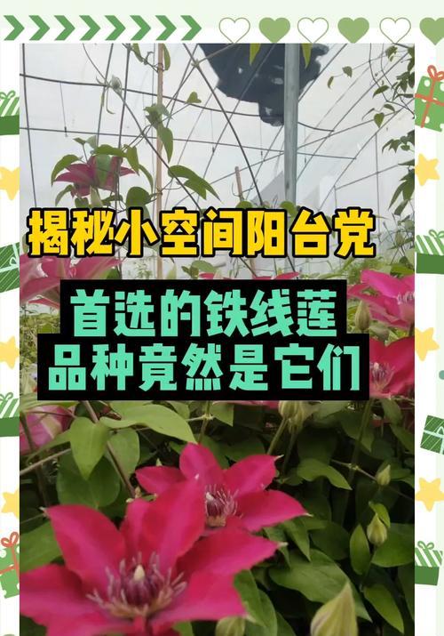 铁线莲适合种植在什么类型的土壤中？如何选择合适的土壤？