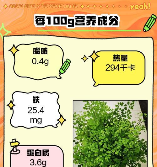 铁线蕨有什么作用？铁线蕨的养护和繁殖方法是什么？
