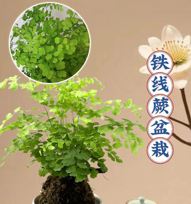 铁线蕨有什么作用？铁线蕨的养护和繁殖方法是什么？