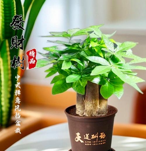 冬天给发财树换土需要浇水吗？换土后多久浇水合适？