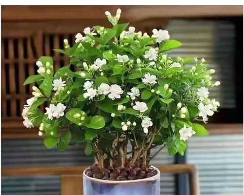 茉莉花有哪些颜色品种？不同颜色茉莉花的养护有何不同？