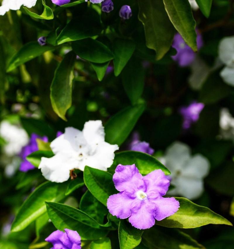 茉莉花有哪些颜色品种？不同颜色茉莉花的养护有何不同？