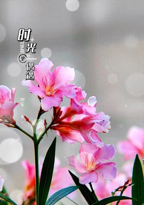 夹竹桃的花语有何特别之处？它象征着什么？
