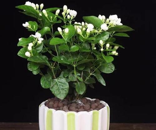 茉莉花有哪些颜色品种？不同颜色茉莉花的养护有何不同？