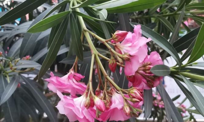 夹竹桃的花语有何特别之处？它象征着什么？