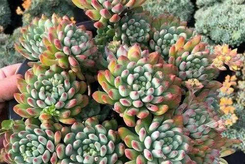 景天科多肉植物的种类有哪些？如何区分不同品种？
