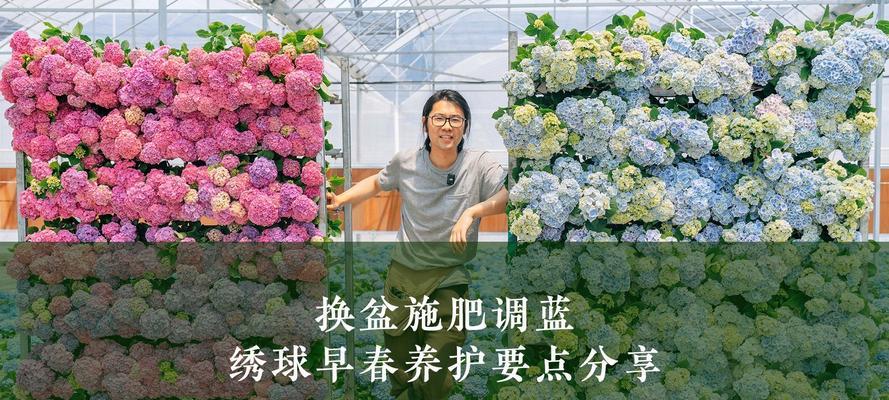 绣球花换盆的最佳时机是什么时候？换盆过程中应注意什么？
