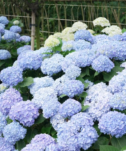 绣球花换盆的最佳时机是什么时候？换盆过程中应注意什么？