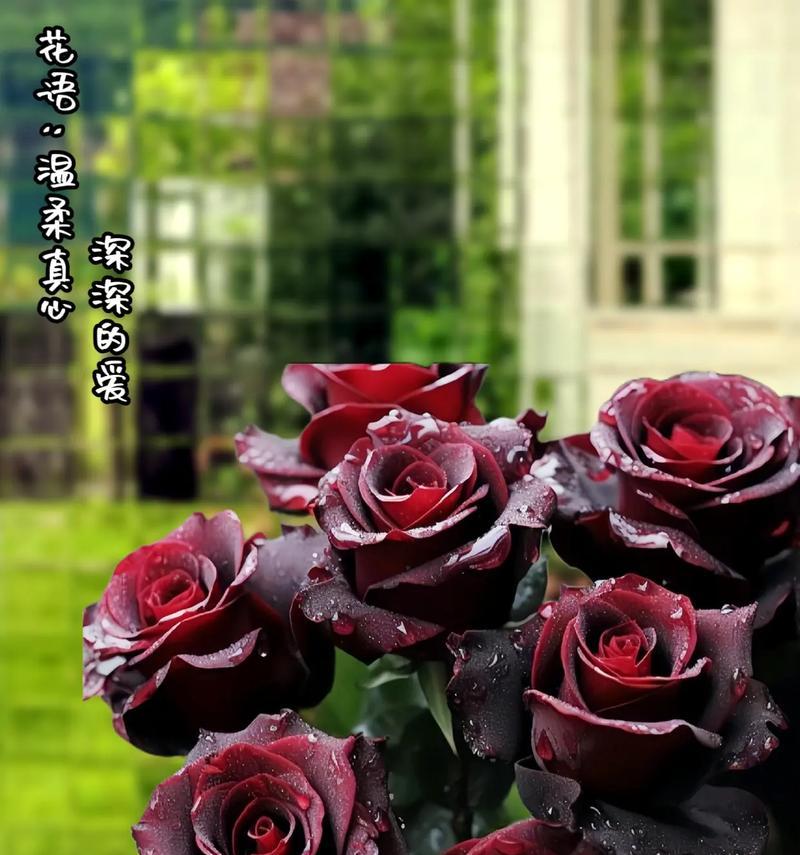 送衣服玫瑰花代表什么？黑玫瑰的花语15支是什么？