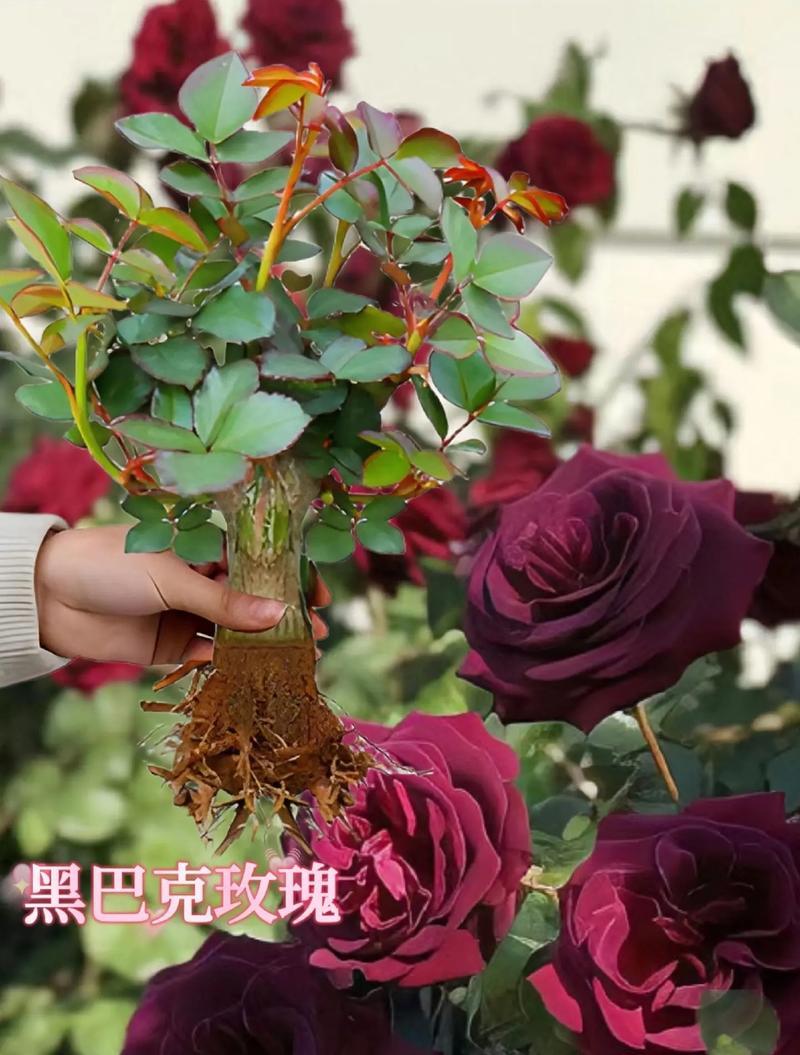 送衣服玫瑰花代表什么？黑玫瑰的花语15支是什么？