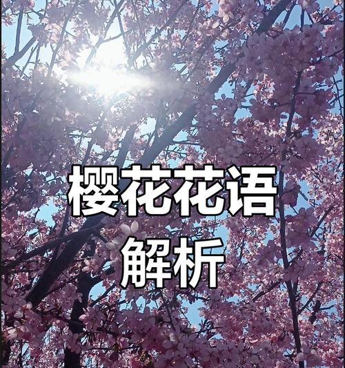 樱花回忆的花语有何深意？如何传达情感？