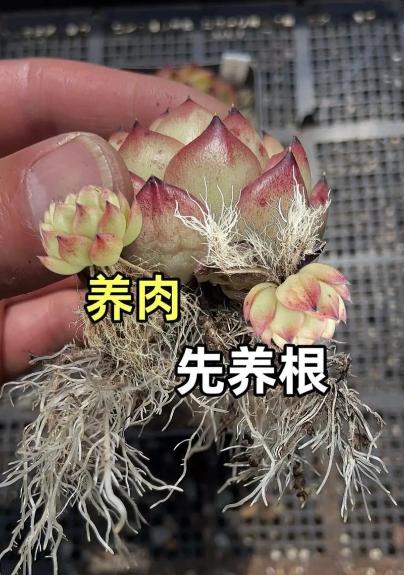 多肉植物的养护技巧是什么？