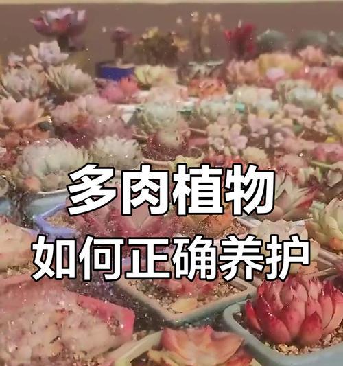 多肉植物的养护技巧是什么？