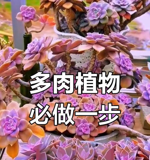 多肉植物的养护技巧是什么？