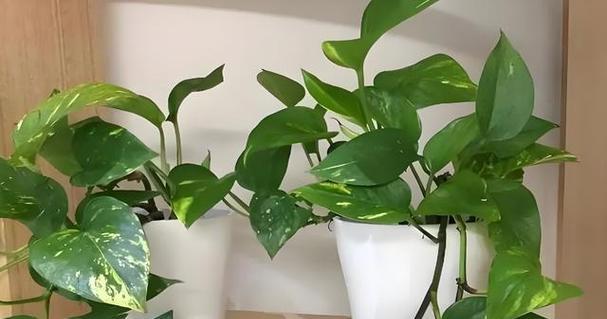 哪些植物具有防辐射功能？如何选择合适的防辐射植物？