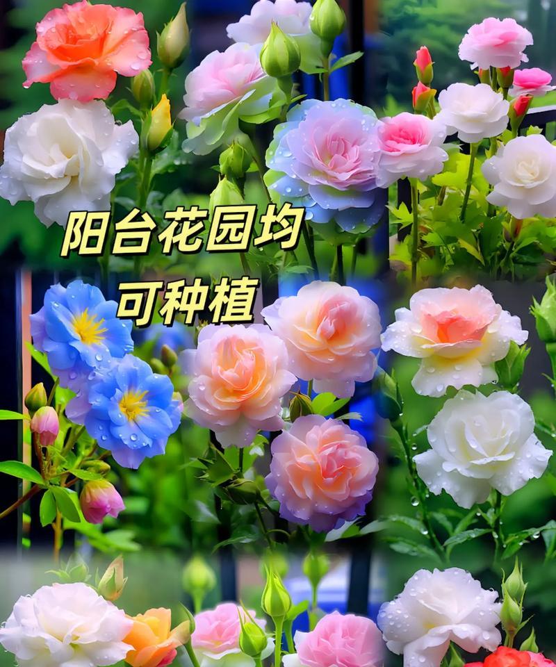 洋桔梗花语是什么意思？