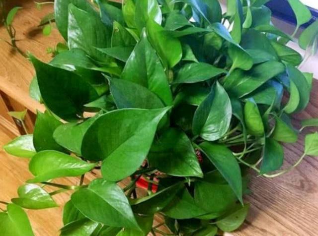 哪些植物具有防辐射功能？如何选择合适的防辐射植物？