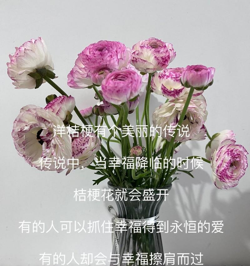 洋桔梗花语是什么意思？