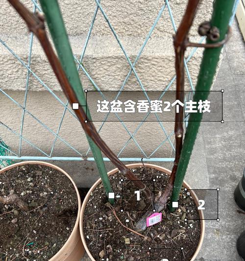 盆栽为什么会落叶？如何预防和处理？