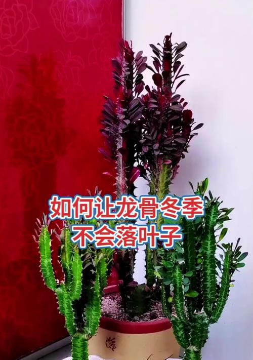 盆栽为什么会落叶？如何预防和处理？