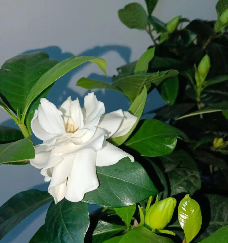 栀子花的花语是什么？栀子花象征着什么？