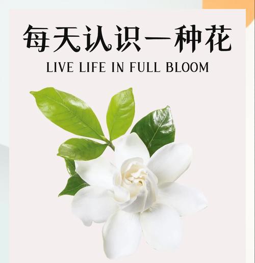 栀子花的花语是什么？栀子花象征着什么？