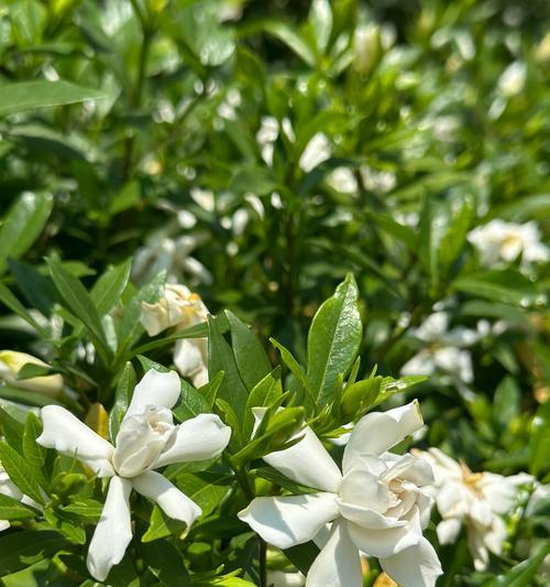 栀子花的花语是什么？栀子花象征着什么？
