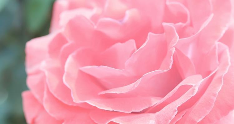 男生追求女生送什么颜色玫瑰花？它传递了怎样的情感？