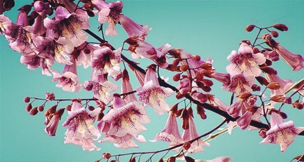 梧桐花的花语有哪些？它象征着什么？