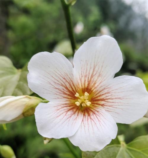 梧桐花的花语有哪些？它象征着什么？