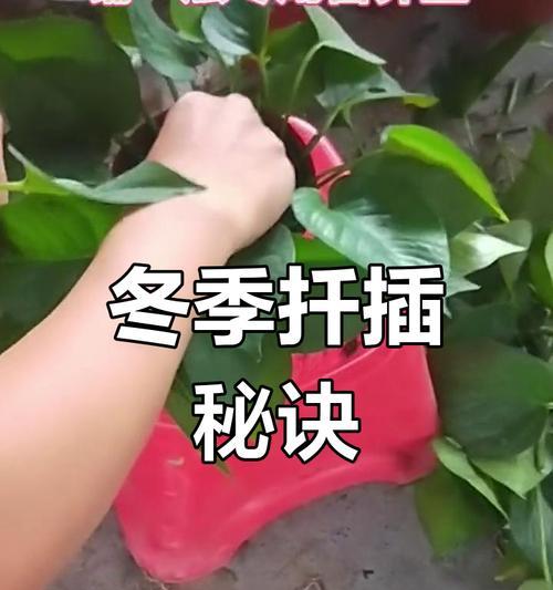 绿罗的插枝方法是什么？如何确保高成活率？